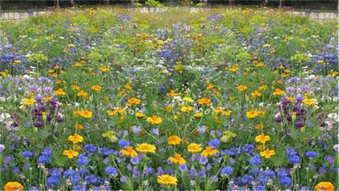 Beneficial Insects Seeds Mix - 2g