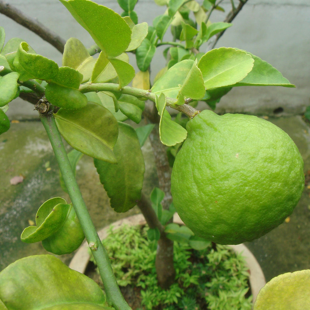 plant a lime tree from seed Kaffir Lime Tree Houseplant Seeds – Easy Grow Seeds