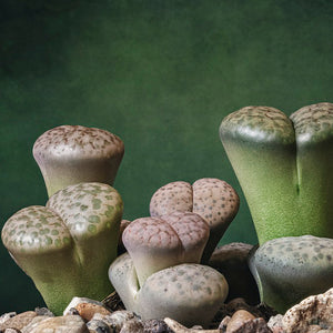 Living Stones Mixed Houseplant Seeds