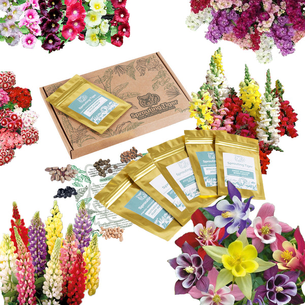 Multicoloured Bedding Flower Seed Set
