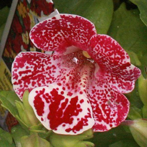 Mimulus Monkey Flowers F1 Magic White Flame Pelleted Flower Seeds