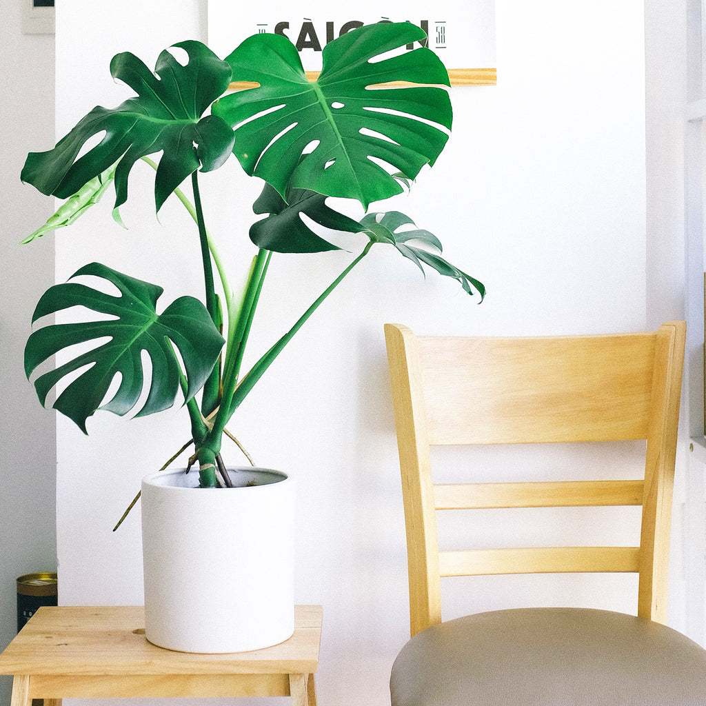 growing monstera deliciosa from seed Monstera Deliciosa Swiss Cheese Houseplant Seeds – Easy Grow Seeds