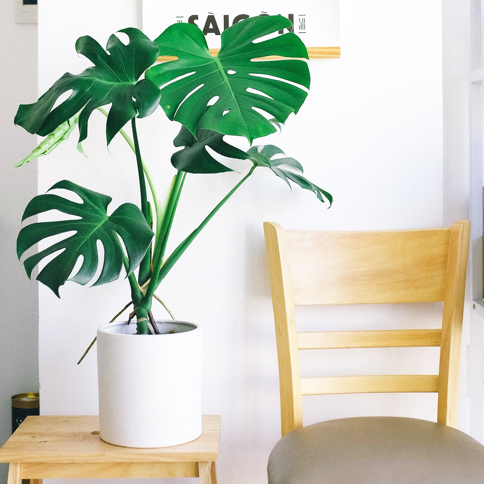monstera plant seeds for sale Monstera Deliciosa Swiss Cheese Houseplant Seeds