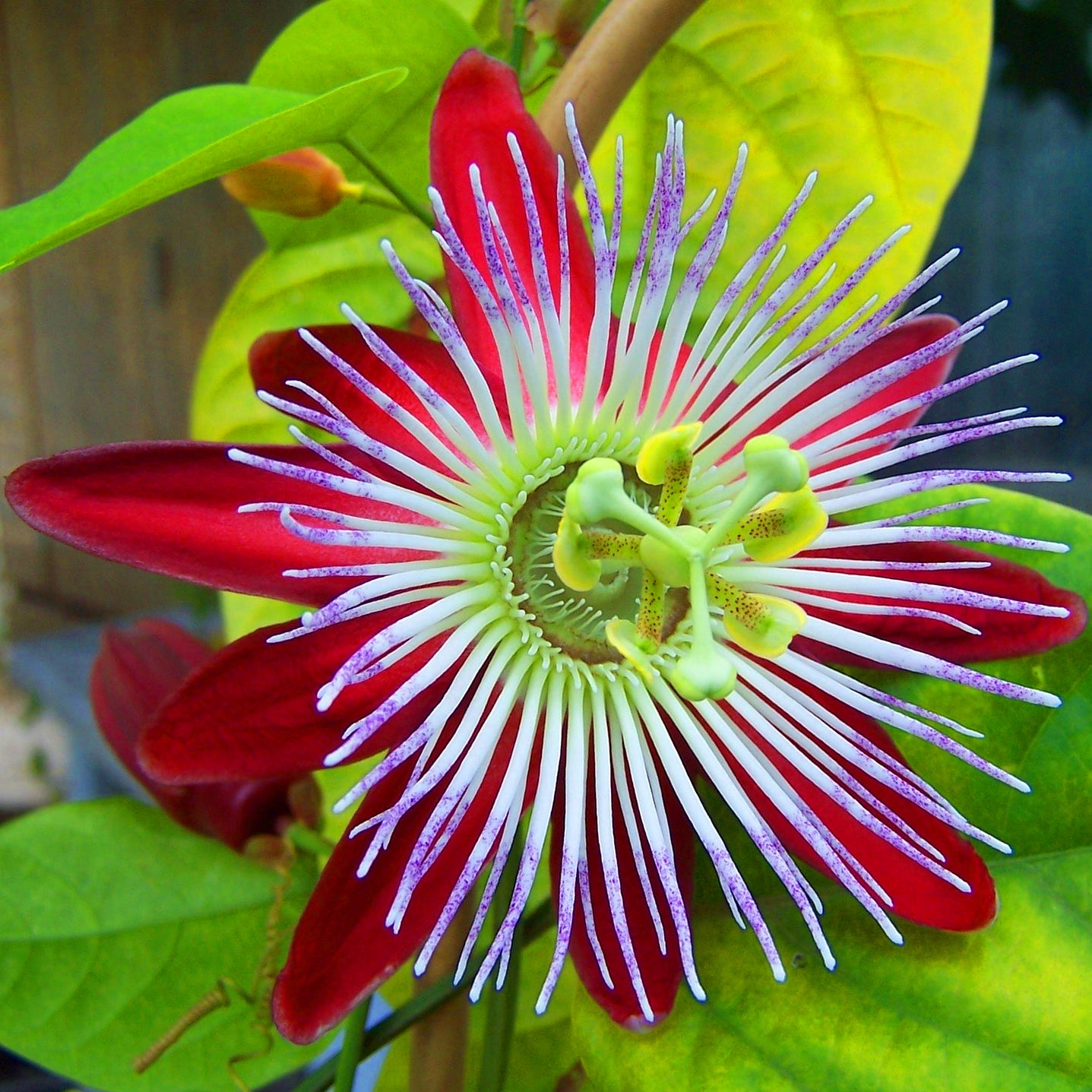 seeds from passion flower Rare Passionflower Passiflora Quadrangularis Houseplant Seeds – Easy Grow Seeds