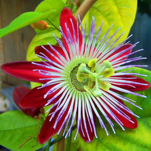 where to buy passion flower seeds Rare Passionflower Passiflora Quadrangularis Houseplant Seeds – Easy Grow Seeds