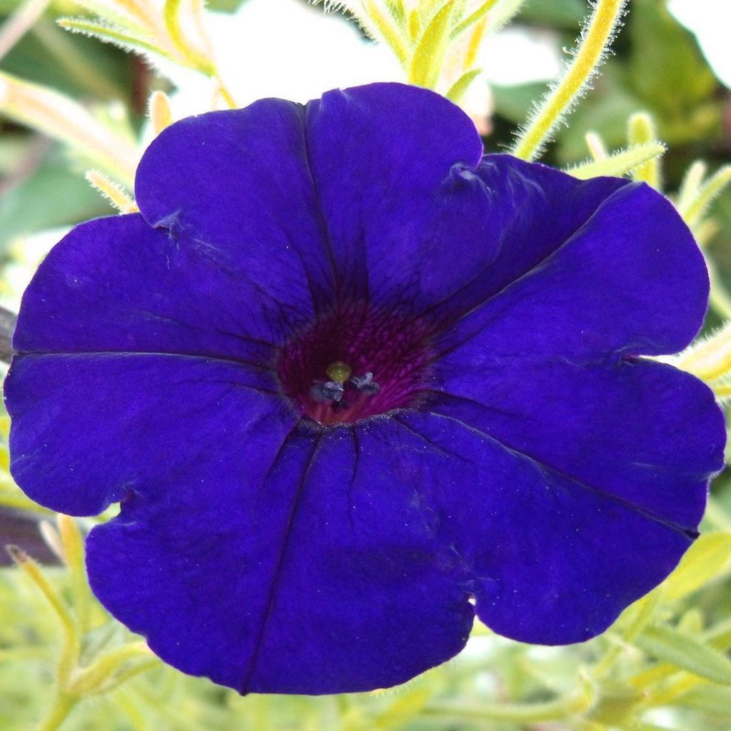 Petunia F1 Limbo Blue Flower Seeds