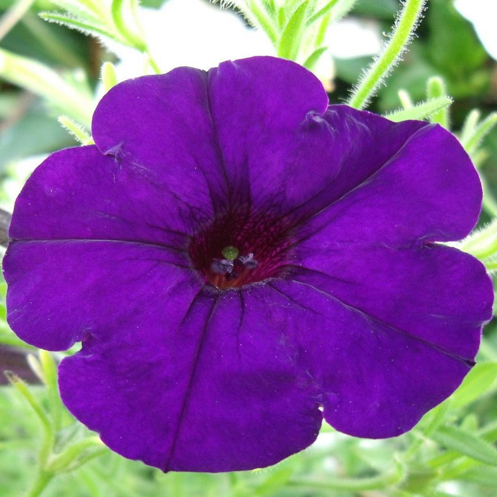 Petunia F1 Limbo Purple Flower Seeds – Easy Grow Seeds
