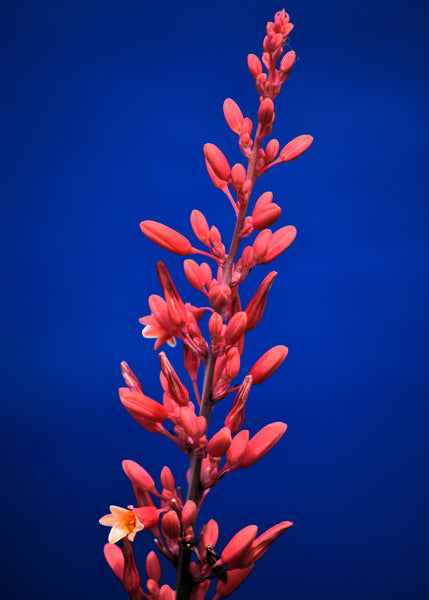 Red Yucca Hesperaloe Parviflora Tropical Plant Seeds