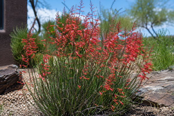 Red Yucca Hesperaloe Parviflora Tropical Plant Seeds