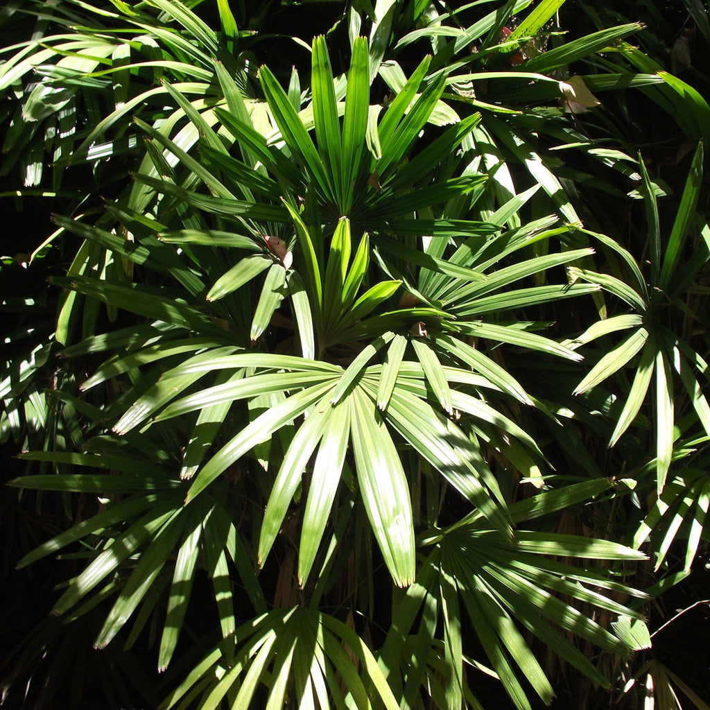 broad lady palm plant Lady Palm Houseplant Seeds – Easy Grow Seeds
