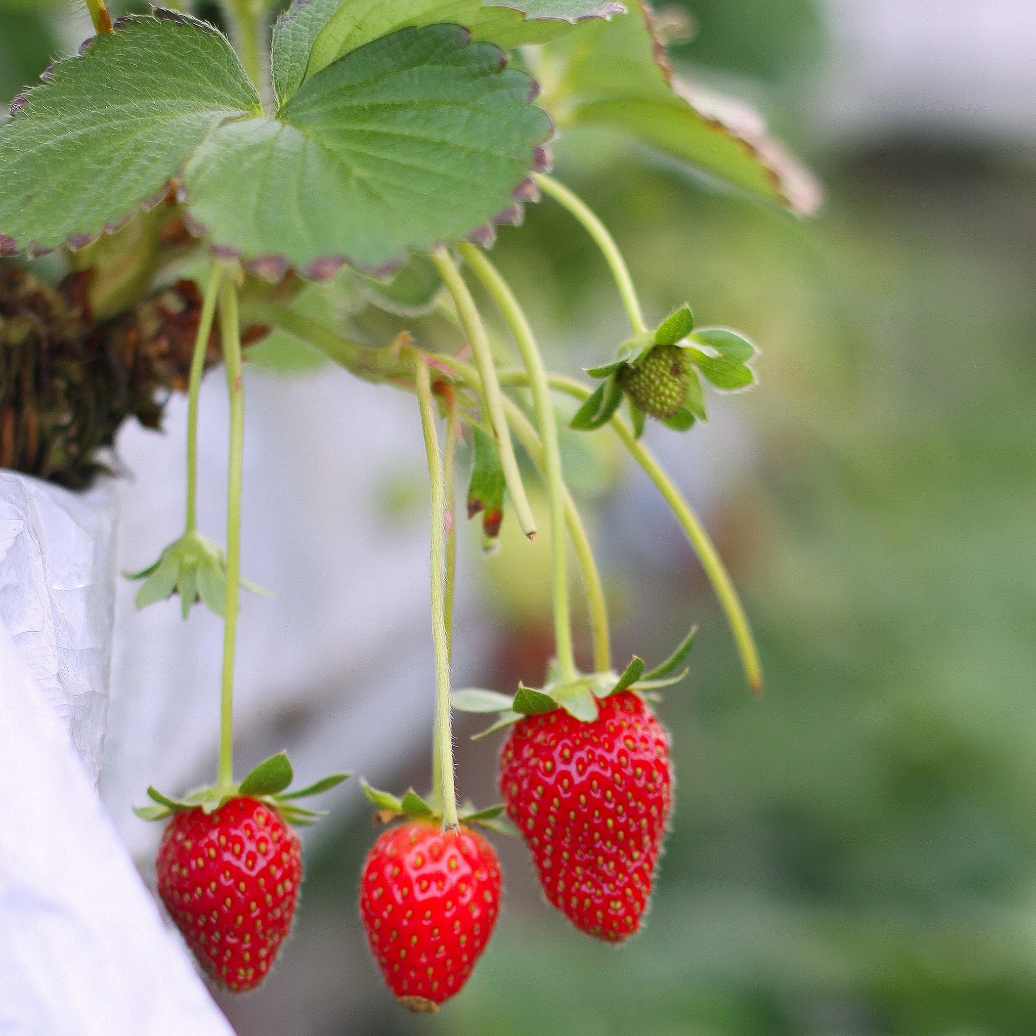 seeds of strawberry fruit Strawberry Fresca Fruit Seeds