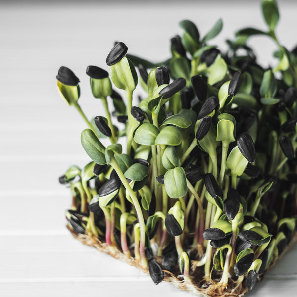 Microgreen Vegetable Seed Set