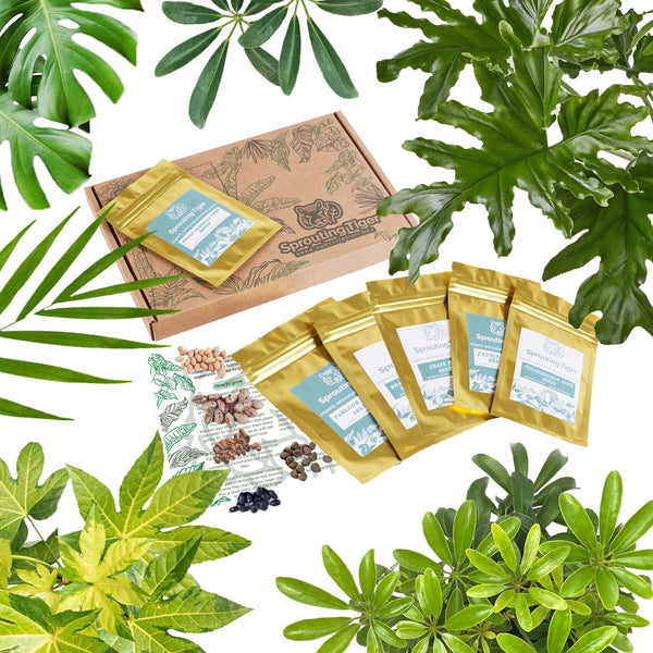 Indoor Jungle Foliage Seed Set