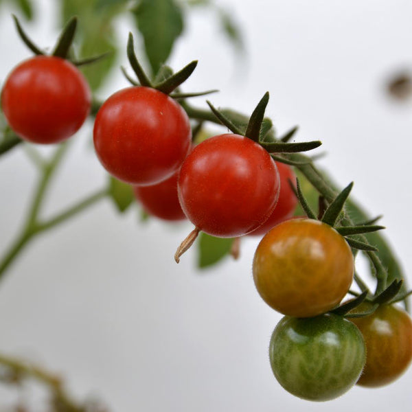 Vegetable Seed Subscription