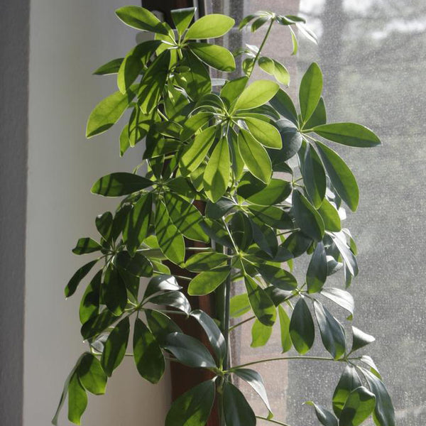 Indoor Jungle Foliage Seed Set
