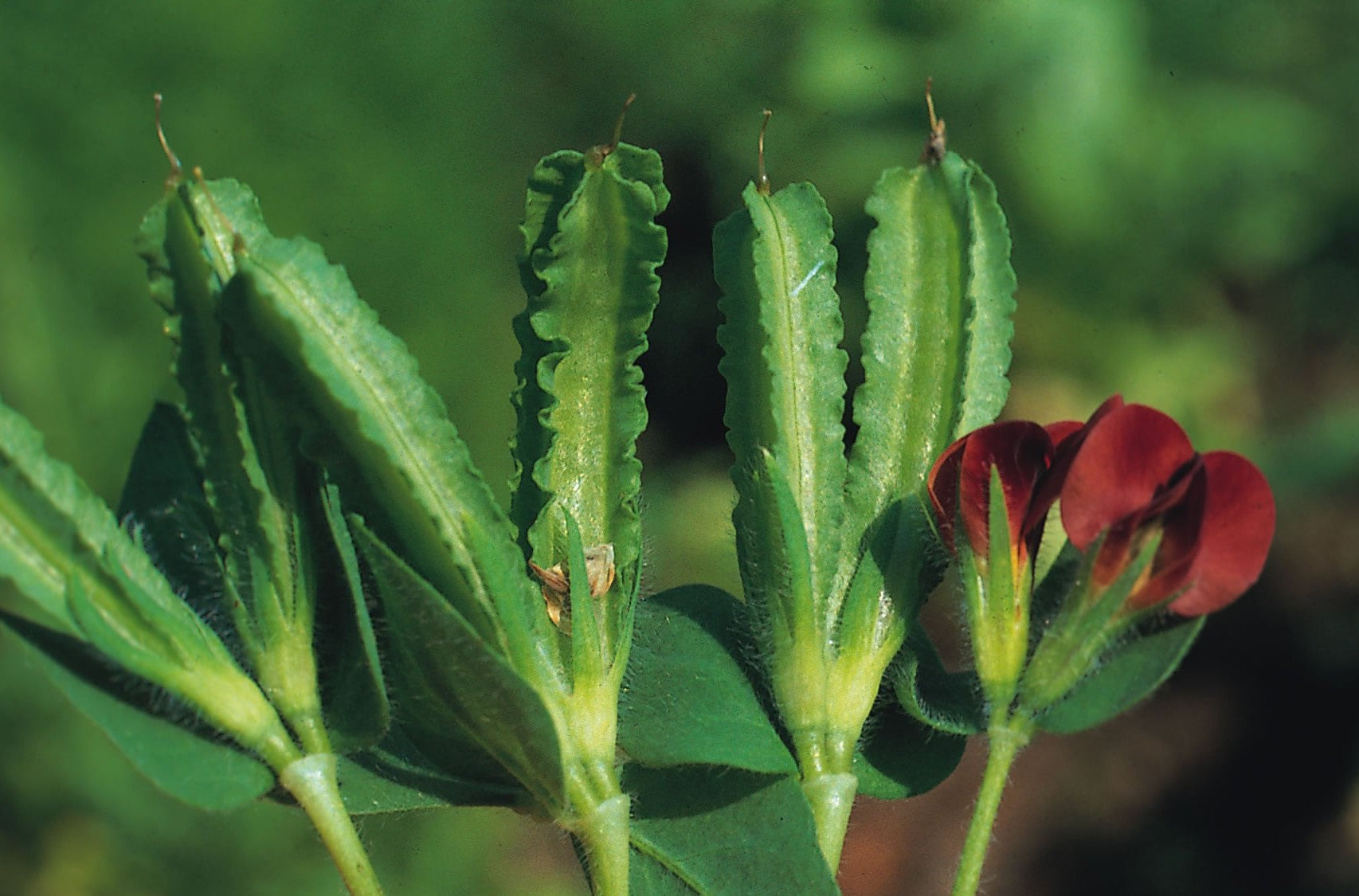 Asparagus Pea Winged Pea Vegetable Seeds