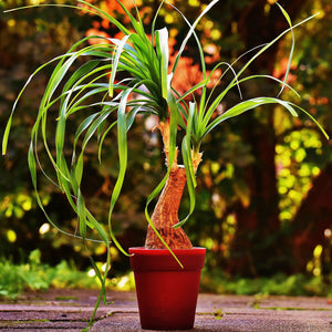 Red Ponytail Palm Beaucarnea guatalamensis Houseplant Seeds