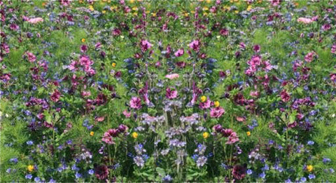 Bee Mix Flower Seeds - 2g