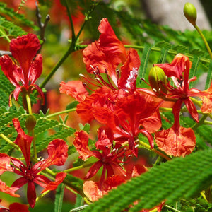 Red Bird of Paradise Flowering Shrub or Small Tree Seeds