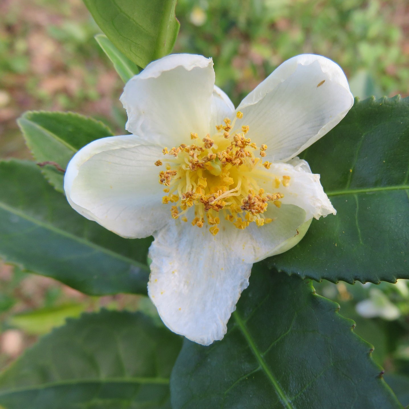 Tea Plant 'Camellia sinensis' Bonsai Tree Houseplant our Garden Seeds