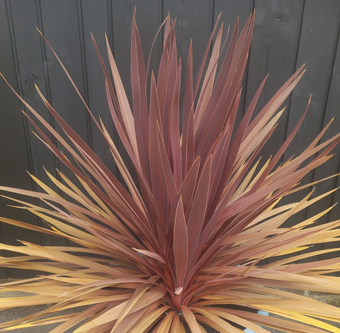 Cordyline Australis Purpurea Plant Seeds