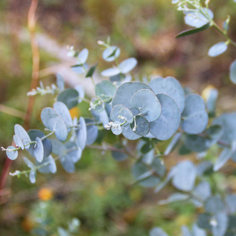 Eucalyptus Cinerea Silver Dollar Houseplant Seeds
