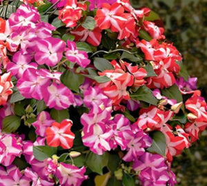 flower impatiens seeds Impatiens Walleriana F1 Accent Star Flower Seeds – Easy Grow Seeds