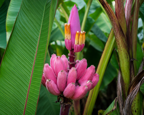 Dwarf Velvet Pink Banana Musa Velutina Houseplant Seeds