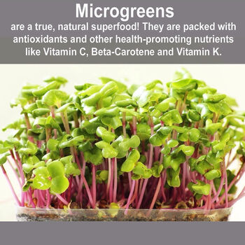 Microgreen Vegetable Seed Set