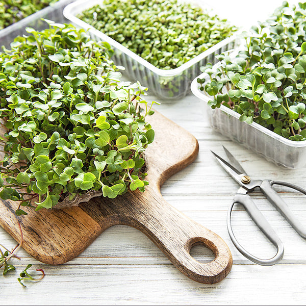 Microgreen Vegetable Seed Set