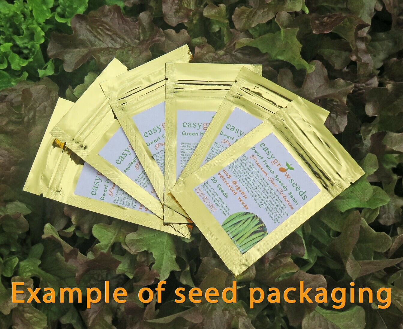 Oriental Unusual Kailaan Kichi Chinese Broccoli Vegetable Seeds