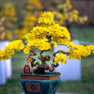 Golden Wattle Bonsai Houseplant Seeds