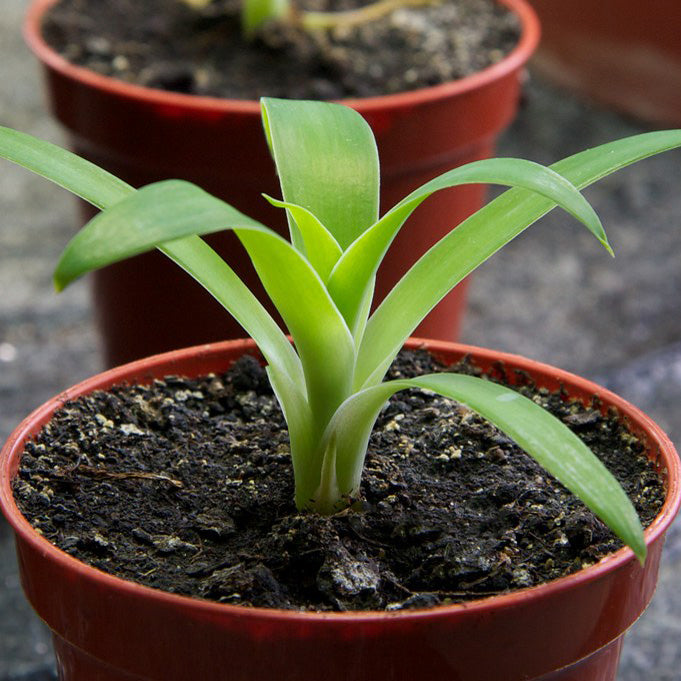 Foxtail Lion's Tail Agave Houseplant Seeds