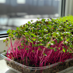 Amaranth Dubius Microgreen Seeds