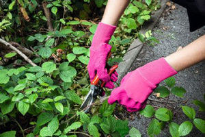 Ambassador Pink Heavy Duty Gardening Gloves - Medium