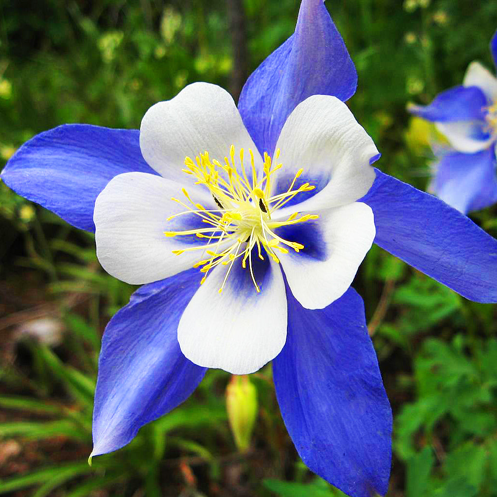 Aquilegia Blue Star Columbine Flower Seeds