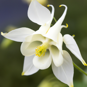 Aquilegia White Star Flower Seeds