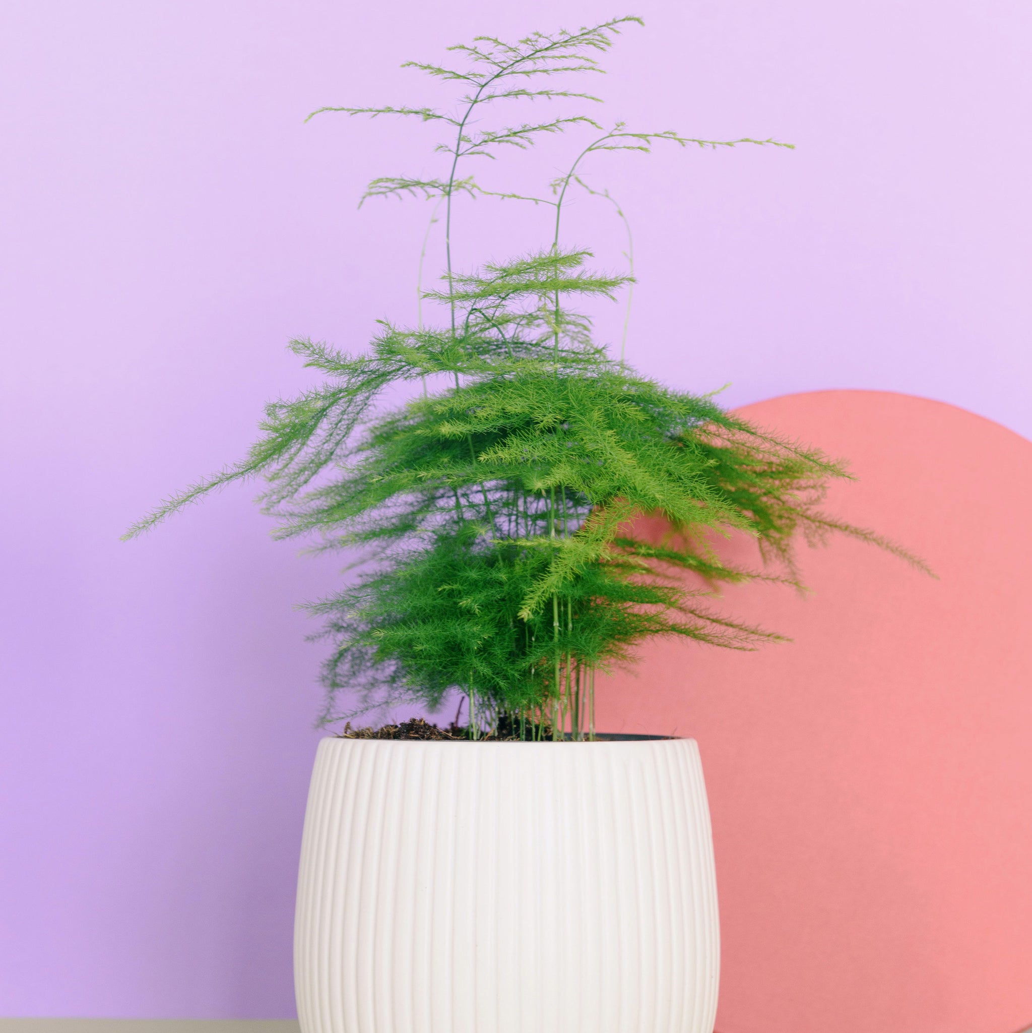 Tropical House Plant Seeds  Easy Grow Seeds
