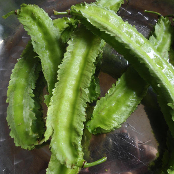 Asparagus Pea Winged Pea Vegetable Seeds