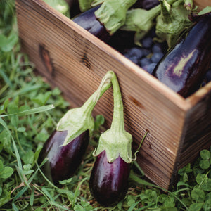 Aubergine Eggplant F1 Moneymaker Seeds