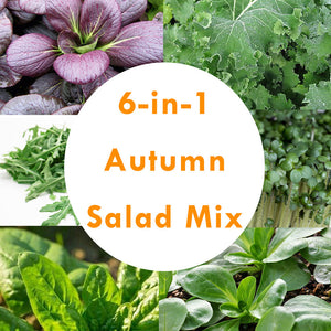 6-in-1 Autumn Salad Mix