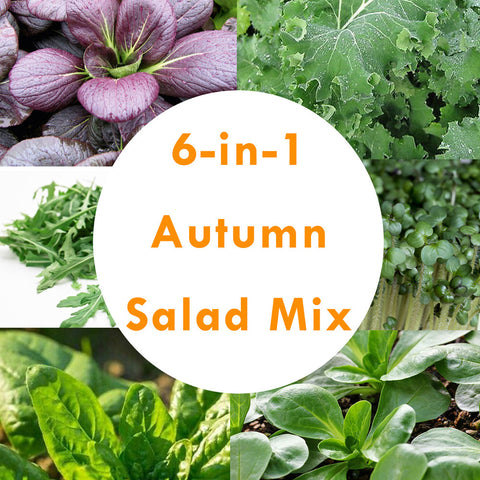 6-in-1 Autumn Salad Mix