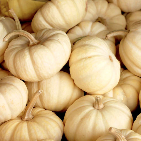 Autumn Crown F1 Winter Squash Seeds