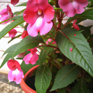 Balsam Tom Thumb Mixed Flower Seeds