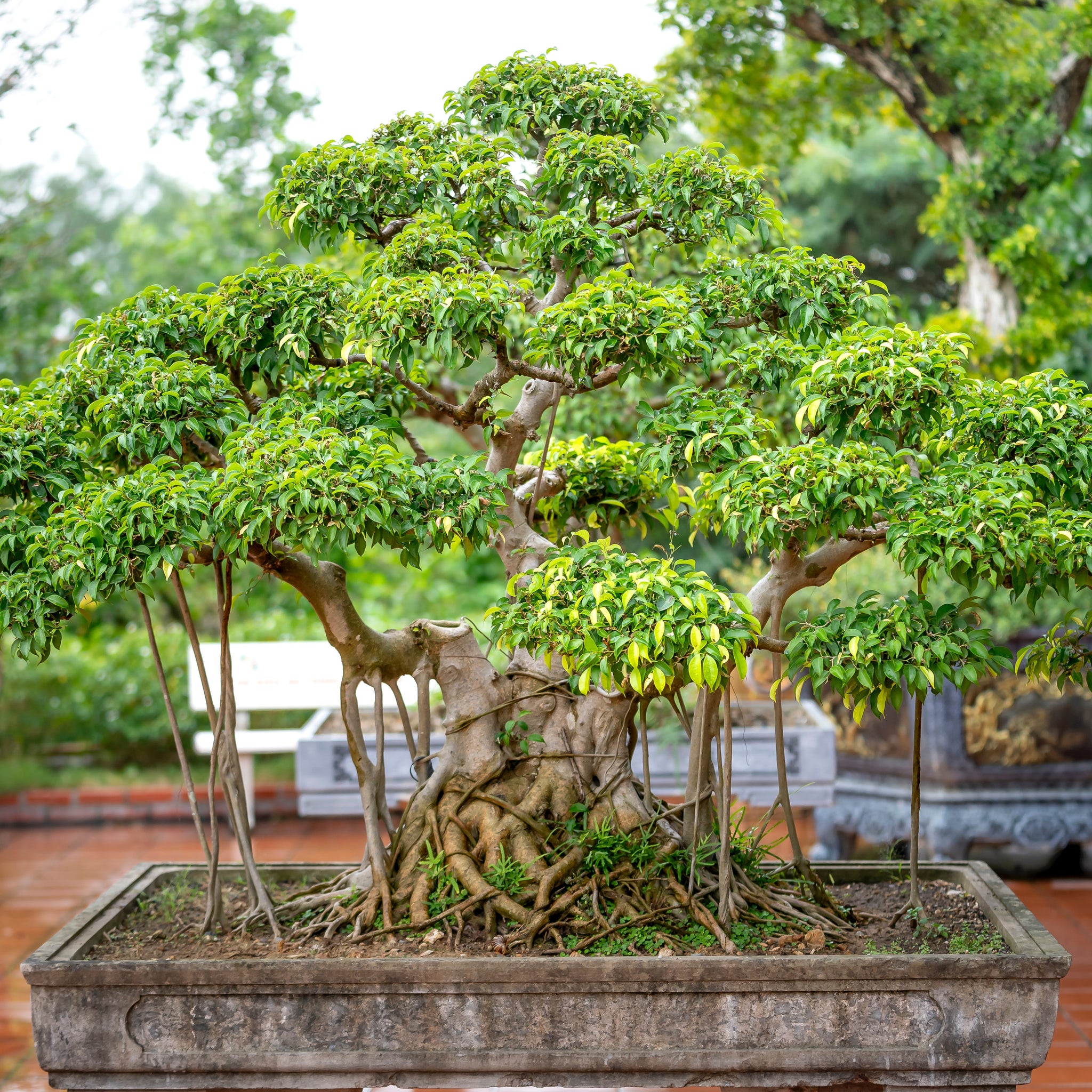 bonsai tree planting seeds Indian Banyan Bonsai Houseplant Seeds