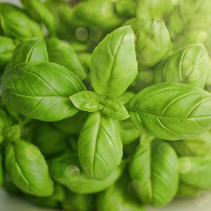 Genovese Sweet Basil Seeds