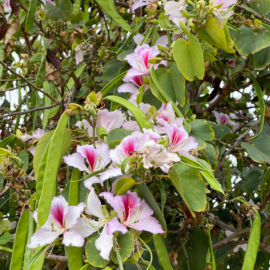 purple orchid tree bonsai Variegated Orchid Bonsai Houseplant Seeds – Easy Grow Seeds