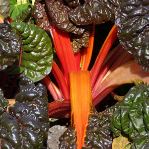 Beet Leaf Chard Bright Lights Seeds