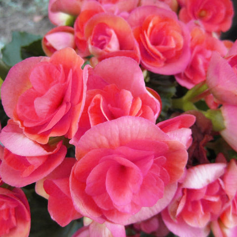 Begonia Nonstop Pink Flower Seeds