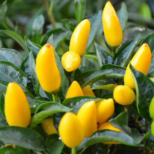 Biquinho Yellow Hot Pepper Vegetable Seeds